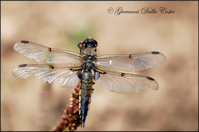 Libellula quadrimaculata femmina